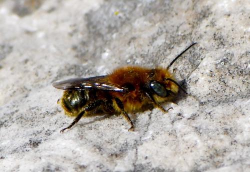 Réf. 277 820 : Osmia sp.